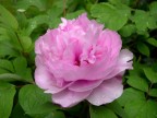 Peonia arborea aprile 2004