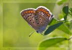 Aricia agestis