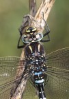Libellula ingradimento