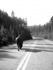 yellowstone