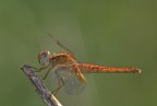 libellula arancio