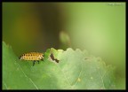 camola correggo larva di coccinella