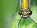libellula a mio parere davvero bella non so commentate


suggerimenti e critiche ben accette..