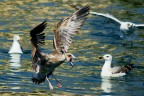 Sembra un rapace