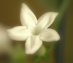Canon400D+100mmf2.8 Tokina macro 1/250 f4.5 iso 200.