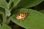 Cimice Targata !
