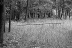 Nel bosco 02