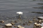 Pescatore abile