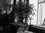 il bonsai in finestra.