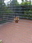 eperia, sulla sua ragnatela in spagna.