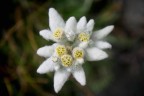 Stella alpina