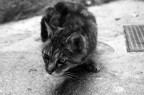 Gatto fotografato mentre ero in vacanza in costa azzurra...