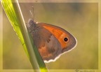 Maniola jurtina