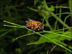 Olympus E-1
Zuiko 50 mm Macro
Flash FL36
F 19
1/90 sec.
Iso 100