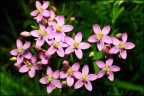 Olympus E-1
Zuiko 50 mm Macro
Flash FL36
F 19
1/90 sec.
Iso 100