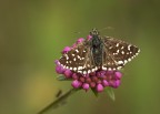 Pyrgus malvoides