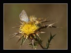 La farfalla e l'oro -