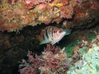 nella foto ho compreso volutamente le pareti della grotta per evidenziare il mondo di colori e di forme viventi che crea un vero tappeto di vita , nella fascia bentonica dei primi 12 mt nel mediterraneo si trova una concentrazione di vita superiore, per mq , a quella della mitica barriera corallina