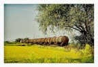 un treno nel riso