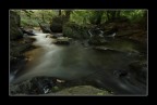 Sottobosco