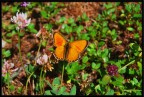 Farfalla