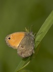 Coenonympha pamphilus Coenonympha pamphilus
