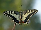 Papilio Macaon Papilio Macaon