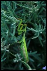 Mantide religiosa
