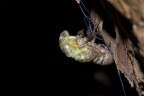 Mutazione cicala fase 2 3 4 5