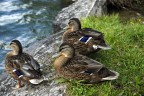 Le tre sorelle