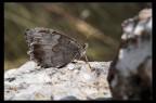 Farfalla su roccia