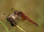 libellula a colazione