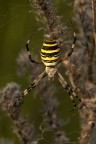 Argiope Argiope