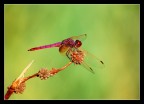 fucsia volante