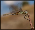 Libellula Libellula