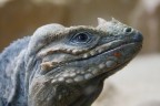 Iguana, cambio muta