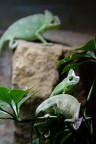 135mm - f5.6 - 1/160 - -1.0ev