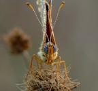 Face to Face Face to Face