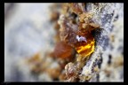 Goccia d'ambra 2