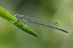 Damigella