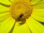 Macro di un apetta e la sua margherita...