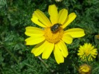 Macro di uno scarabeo impacciato nel scendere da questo fiore ;-) ....