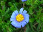 Fiocco Blu...