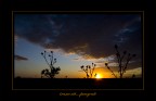 tramonti..pungenti