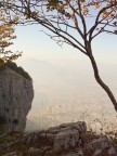 Albero Con Vista