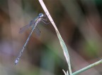 Libellula 9