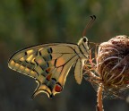 Papilio Macaon - controluce Papilio Macaon - controluce