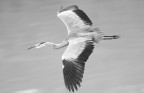 airone in B &amp; W