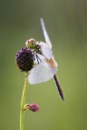 Sympetrum depressiusculum (M)