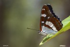 Vanitosa